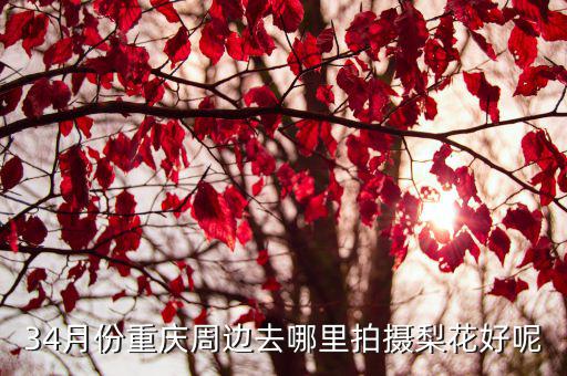 34月份重慶周邊去哪里拍攝梨花好呢