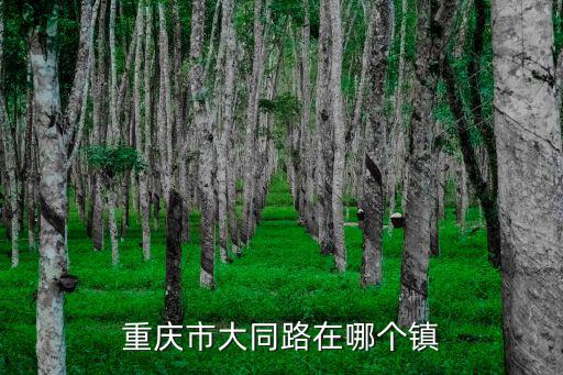 重慶市大同路在哪個鎮