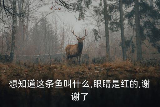想知道這條魚叫什么,眼睛是紅的,謝謝了
