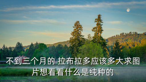 不到三個月的 拉布拉多應該多大求圖片想看看什么是純種的