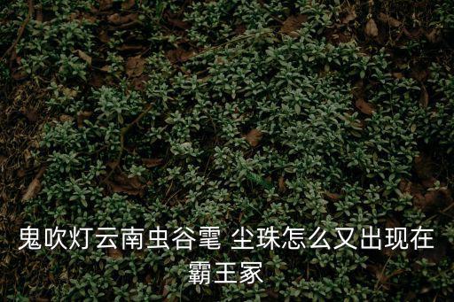 雮塵珠,燕云珠在黑水城被尋找鷓鴣哨與燕發(fā)生了悲壯關(guān)系