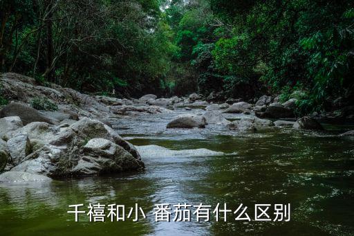 千禧番茄,關于千禧水果你必須知道的3件事
