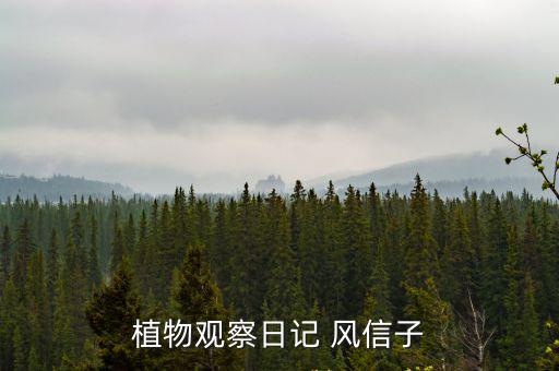 植物觀察日記 風信子