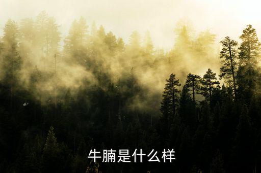  牛腩是什么樣