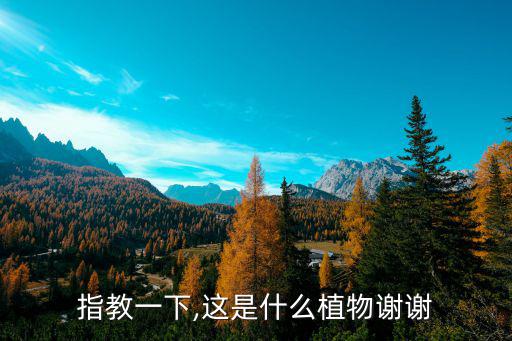 安息香科,越南安息香樹結出果實