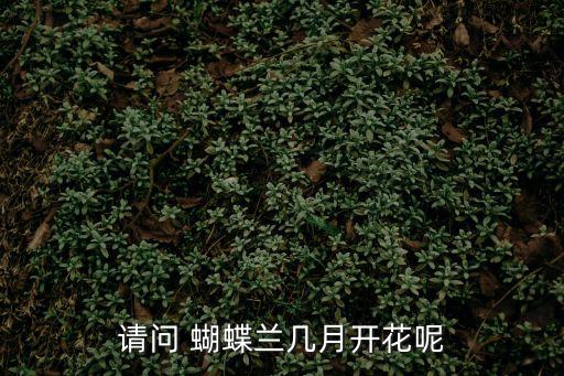 請問 蝴蝶蘭幾月開花呢