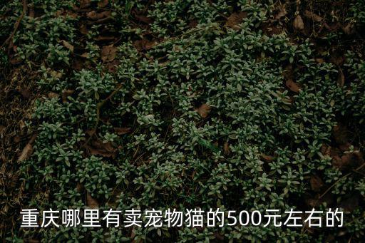 重慶哪里有賣寵物貓的500元左右的
