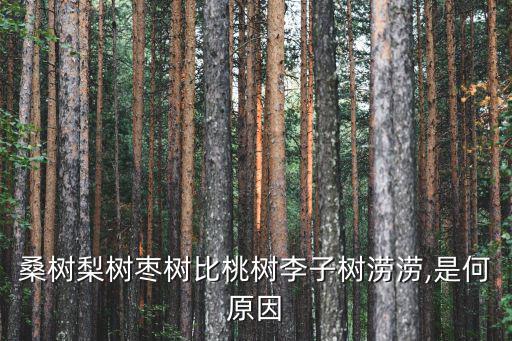 十分耐澇的果樹,梨、桃、棗對比耐澇比桑樹更好