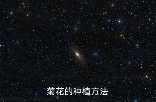 菊花的種植方法
