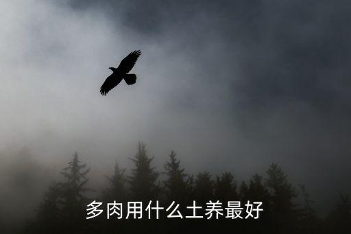 多肉用什么土養最好