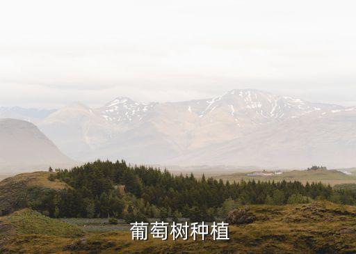  葡萄樹種植
