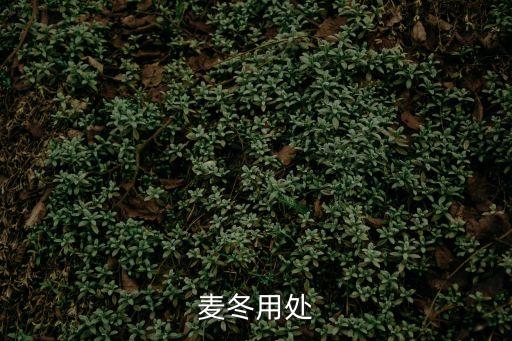 麥冬泡水喝的功效與作用，五味子黨參麥冬泡水喝有什么好處