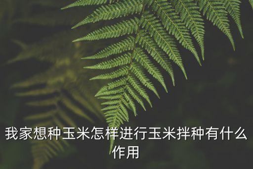 我家想種玉米怎樣進(jìn)行玉米拌種有什么作用