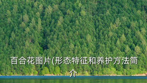 百合花圖片,百合花花語:百年和諧，家庭美好，大愛深深祝福