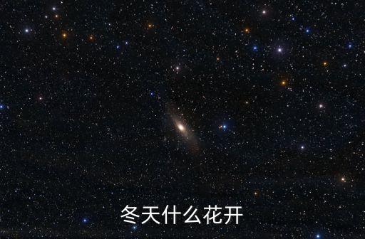冬天什么花開