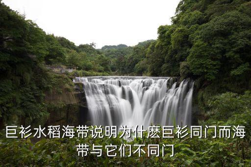 巨衫水稻海帶說明為什麼巨衫同門而海帶與它們不同門