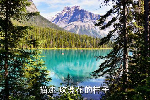 玫瑰的圖片,玫瑰的營養與功能