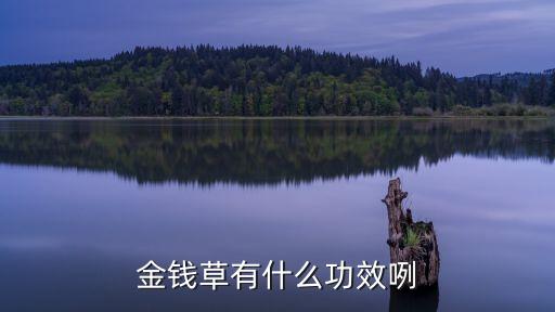 金錢草有什么功效咧