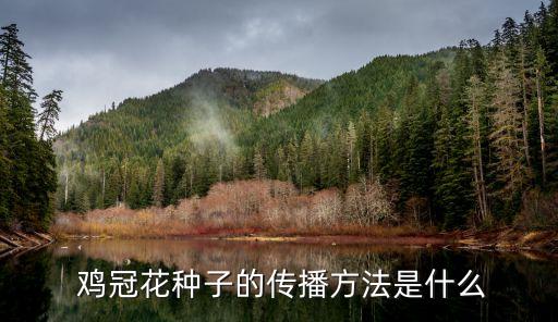 鳳尾雞冠花,中國各地皆可種植雞冠花喜陽光和溫度