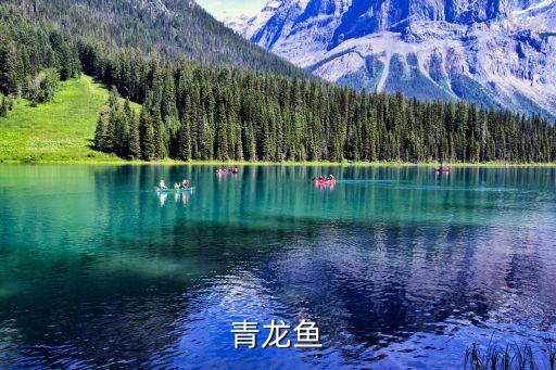 青龍魚，青龍魚