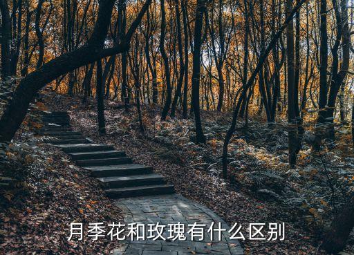 月季花和玫瑰有什么區(qū)別
