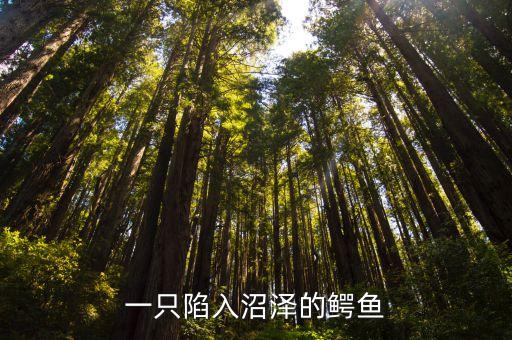 一只陷入沼澤的鱷魚