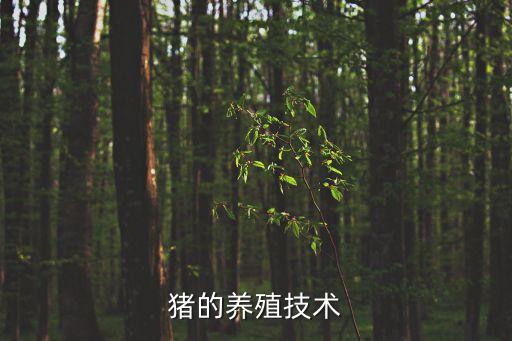 豬養(yǎng)殖，豬的養(yǎng)殖技術(shù)