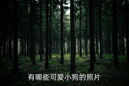 可愛的小狗圖片，要幾張超可愛的狗狗照片