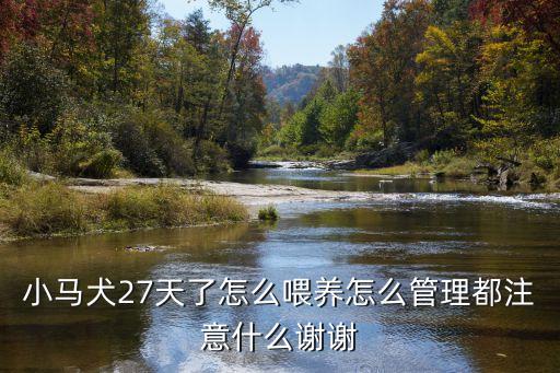 小馬犬，小馬犬27天了怎么喂養(yǎng)怎么管理都注意什么謝謝