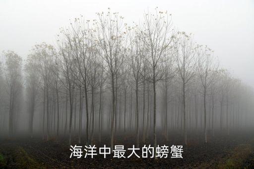 巨型螃蟹，海洋中最大的螃蟹