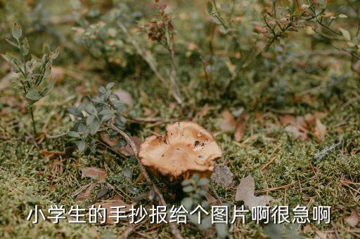 小學生的手抄報給個圖片啊很急啊