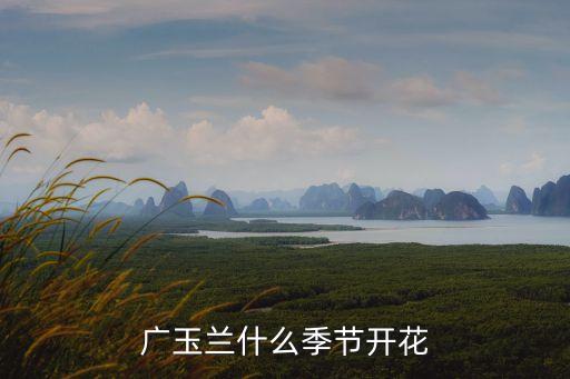 廣玉蘭什么季節開花
