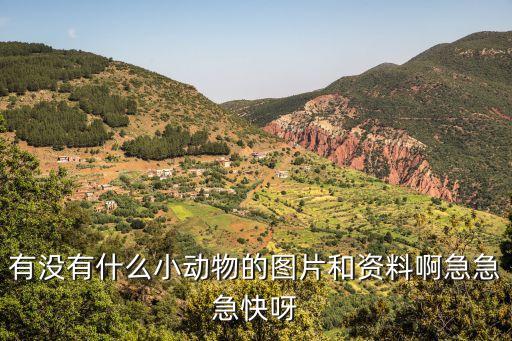 有沒有什么小動物的圖片和資料啊急急急快呀