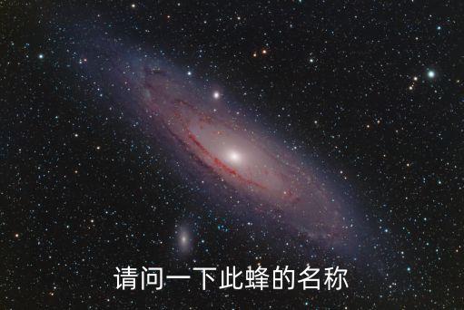 大虎頭蜂，高梁酒泡虎頭蜂的度數