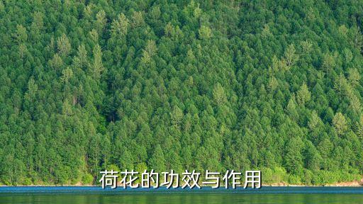 荷花的功效與作用