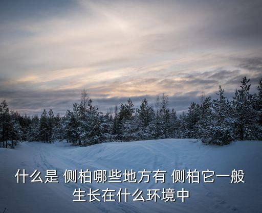 什么是 側柏哪些地方有 側柏它一般生長在什么環境中