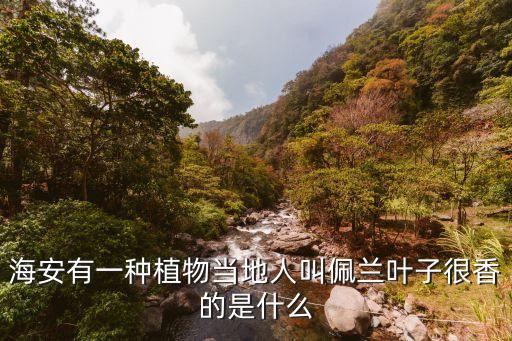 佩蘭葉，中藥佩蘭葉可以天天喝嗎