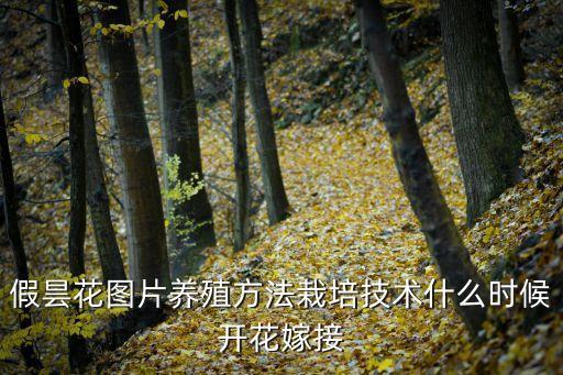 假曇花圖片養殖方法栽培技術什么時候開花嫁接