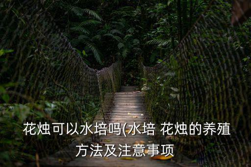  花燭可以水培嗎(水培 花燭的養(yǎng)殖方法及注意事項(xiàng)