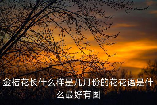 金桔花長什么樣是幾月份的花花語是什么最好有圖