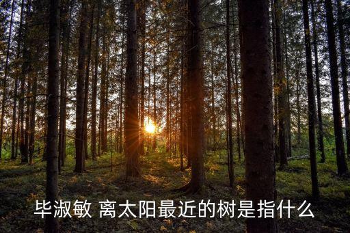 畢淑敏 離太陽最近的樹是指什么