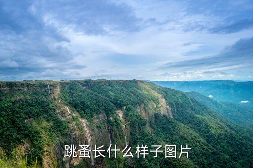 跳蚤長什么樣,仔仔跳蚤生活史比較慢但是有益于人類