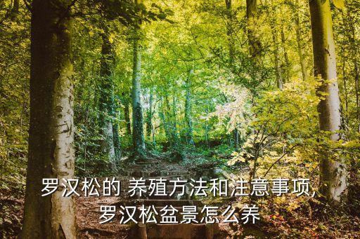  羅漢松的 養殖方法和注意事項, 羅漢松盆景怎么養