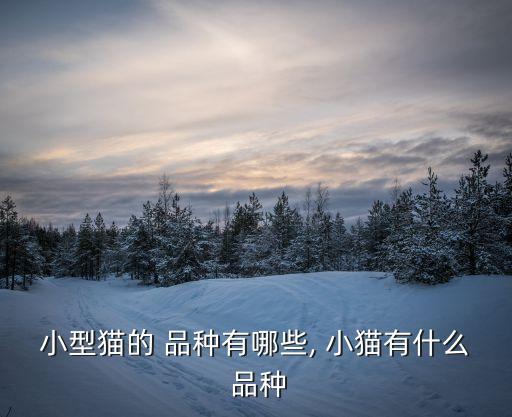 小型貓的 品種有哪些, 小貓有什么 品種