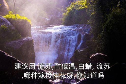 流蘇小苗,糯米花、糯米茶也有藥用價(jià)值!