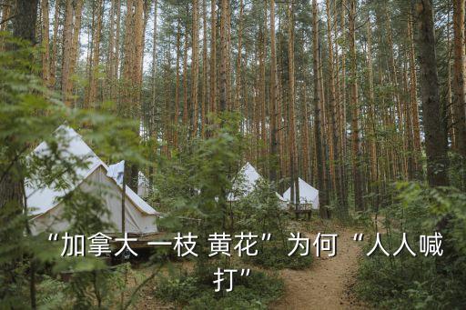 一枝黃花的功效與作用