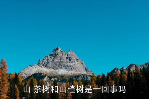 山 茶樹和山楂樹是一回事嗎