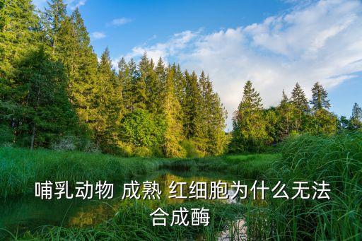 哺乳動物成熟紅細胞,哺乳動物成熟紅細胞沒有細胞器嗎?