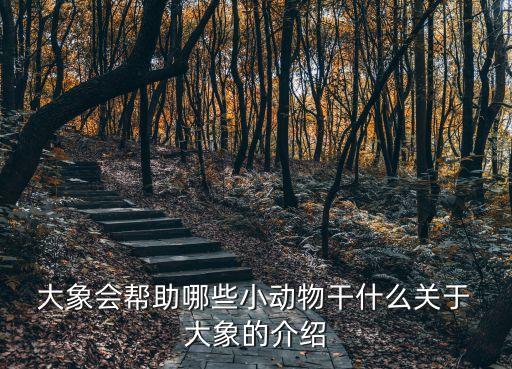 大象介紹,英國公園救援專家:大象死亡是本世紀最大災難之一