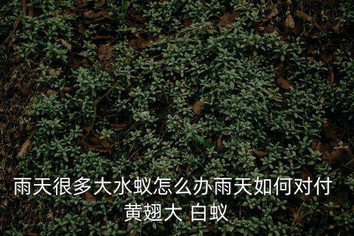 雨天很多大水蟻怎么辦雨天如何對付 黃翅大 白蟻